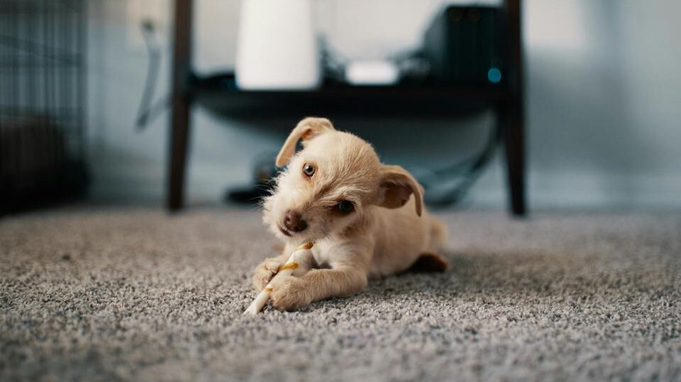 Dog playing on carpet